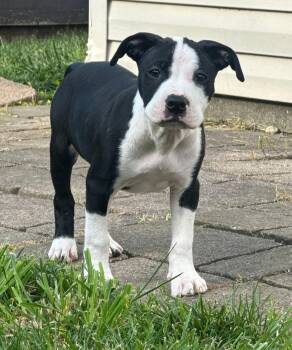 Delilah -  Pit Bull Terrier Dog for Adoption in Belleville, Michigan - Delilah | PetCurious