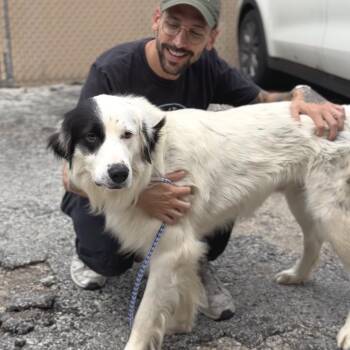 Alfalfa -  Border Collie and Great Pyrenees Dog for Adoption in Chicago, Illinois - Alfalfa | PetCurious