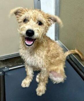 Willow -  Poodle Dog for Adoption in Bedford Hills, New York - Willow | PetCurious