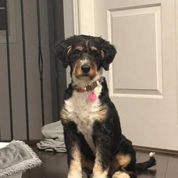 Valerie -  Bernadoodle Dog for Adoption in St. Thomas, Ontario - Valerie | PetCurious