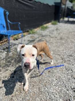 Rescue Mixed Breed Dogs for Adoption in West Chester, Pennsylvania - Polly | PetCurious