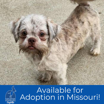 Rescue Shih Tzu Dogs for Adoption in Peyton, Colorado - Shadow - Missouri (N25-243) | PetCurious