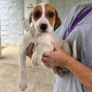 Parker -  Spaniel Dog for Adoption in Chicago, Illinois - Parker | PetCurious