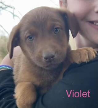 Weimaraner and Hound Dogs Available for Adoption - Violet | PetCurious