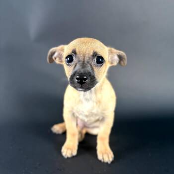 Chihuahua Dogs Available for Adoption in Fresno, California - Cash | PetCurious