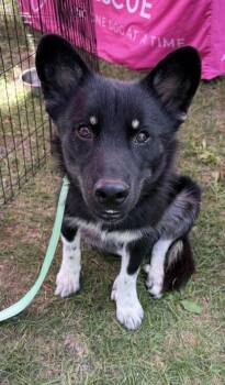 Snoopy -  Corgi and German Shepherd Dog Dog for Adoption in Cheektowaga, New York - Snoopy | PetCurious