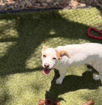 Shepherd Dogs Available for Adoption in Hilton Head Island, South Carolina - Cher | PetCurious