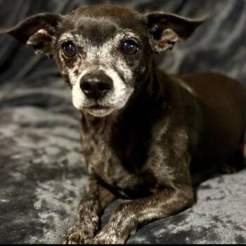 Cane -  Chihuahua Dog for Adoption in Pelham, New Hampshire - Cane | PetCurious