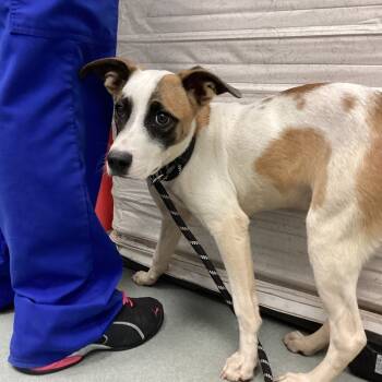 Rescue Mixed Breed Dogs for Adoption in Abilene, Texas - Ester | PetCurious