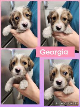 Georgia -  Schnauzer and Miniature Poodle Dog for Adoption in Ringwood, New Jersey - Georgia | PetCurious