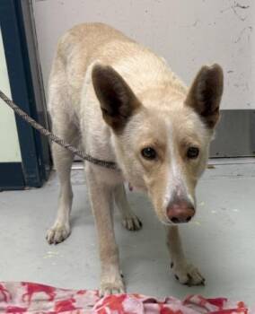 Mixed Breed Dogs Available for Adoption in Savannah, Georgia - Rainbow | PetCurious