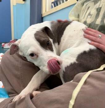 Mixed Breed Dogs Available for Adoption - Novel | PetCurious