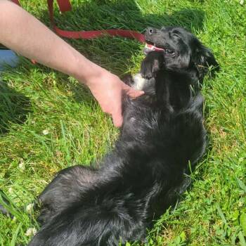 Spaniel and Terrier Dogs Available for Adoption in La Grange, Kentucky - Gabrielle | PetCurious