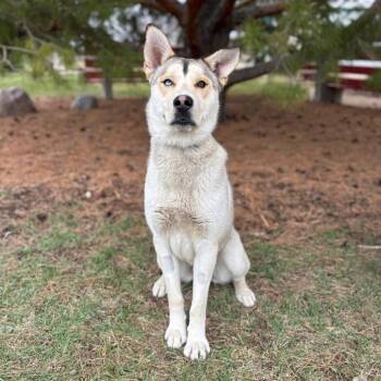 Husky and Mixed Breed Dogs Available for Adoption in Fargo, North Dakota - Cruz--In Foster | PetCurious