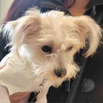 Mixed Breed Dogs Available for Adoption - Nala | PetCurious