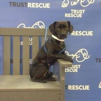 Terrier Dogs Available for Adoption in Waterford, New Jersey - TUTTI | PetCurious