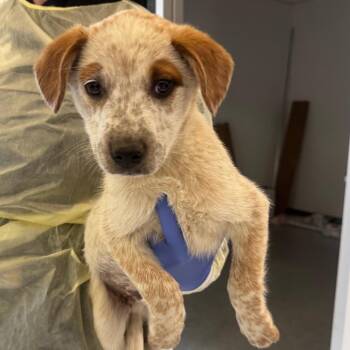 Bandit A2277818 -  Cattle Dog Dog for Adoption in Los Angeles, California - Bandit A2277818 | PetCurious