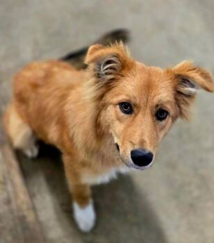 Papaya -  Golden Retriever Dog for Adoption in Viroqua, Wisconsin - Papaya | PetCurious