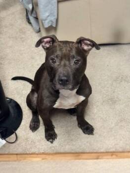 Rescue Pit Bull Terrier Dogs for Adoption in Derwood, Maryland - Waggles | PetCurious