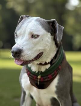 Rescue Pit Bull Terrier Dogs for Adoption in Lucas, Texas - Tiana | PetCurious