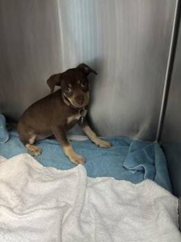 Terrier and Mixed Breed Dogs Available for Adoption - Rosalina | PetCurious