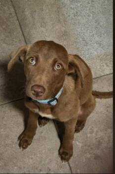 Lillith -  Labrador Retriever Dog for Adoption in Monticello, Minnesota - Lillith | PetCurious