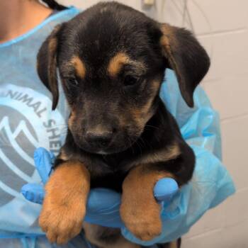 G.I. Jane -  Australian Cattle Dog Blue Heeler and American Staffordshire Terrier Dog for Adoption in Hattiesburg, Mississippi - G.I. Jane | PetCurious