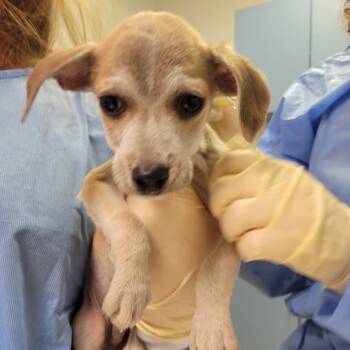 Rescue Mixed Breed Dogs for Adoption in Charleston, West Virginia - Felix | PetCurious