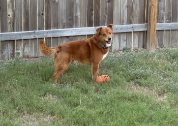 Buddy -  Shepherd Dog for Adoption in San Antonio, Texas - Buddy | PetCurious