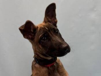 Gadget -  German Shepherd Dog and Mixed Breed Dog for Adoption in Golden Valley, Minnesota - Gadget | PetCurious