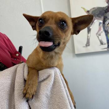 Chihuahua Dogs Available for Adoption in Abilene, Texas - Ohio | PetCurious