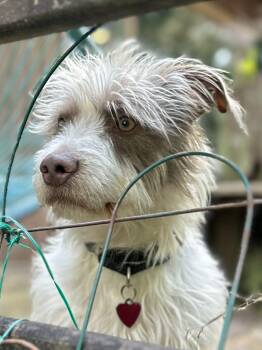 Havanese and Staffordshire Bull Terrier Dogs Available for Adoption in Clatskanie, Oregon - Henry | PetCurious