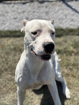 CANE -  Dogo Argentino and Mixed Breed Dog for Adoption in Indianapolis, Indiana - CANE | PetCurious