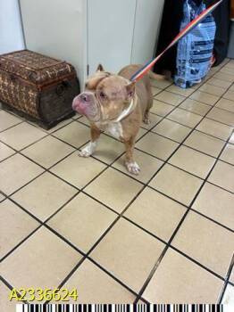 LYRA -  Mixed Breed Dog for Adoption in West Palm Beach, Florida - LYRA | PetCurious