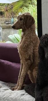 Rescue Standard Poodle Dogs for Adoption in Penryn, California - Lucille Ball Aka Lucy | PetCurious