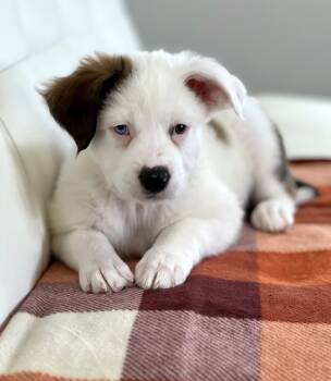 Rescue Great Pyrenees and Mixed Breed Dogs for Adoption in Savage, Minnesota - Thanksgiving Foods Litter - Mashed Potato | PetCurious