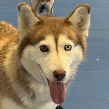 Sakari -  Husky Dog for Adoption in Auburn, Nebraska - Sakari | PetCurious