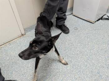BENNIE -  Siberian Husky and Mixed Breed Dog for Adoption in Rowlett, Texas - BENNIE | PetCurious