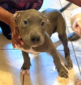 Pit Bull Terrier Dogs Available for Adoption in Memphis, Tennessee - Misty | PetCurious