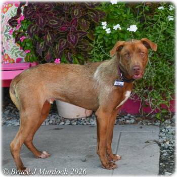 Tony Jay -  Labrador Retriever Dog for Adoption in Wake Forest, North Carolina - Tony Jay | PetCurious