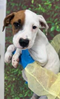 Rescue Shepherd and Terrier Dogs for Adoption in San Antonio, Texas - Carmen | PetCurious