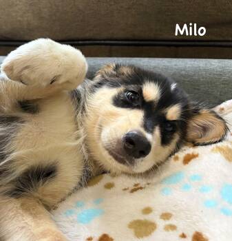 Milo -  Mixed Breed Dog for Sale in Newark, New Jersey - Milo | PetCurious