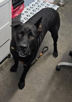 Malik -  Cane Corso Dog for Adoption in Evansville, Indiana - Malik | PetCurious