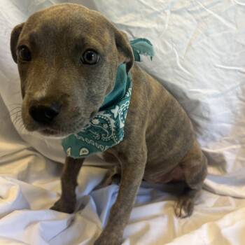 Queso -  Mixed Breed Dog for Adoption in Canal Winchester, Ohio - Queso | PetCurious
