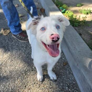 FROST -  Australian Shepherd and Mixed Breed Dog for Adoption in Long Beach, California - FROST | PetCurious