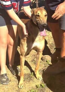 Greyhound Dogs Available for Adoption in Tarpon Springs, Florida - Tippy | PetCurious