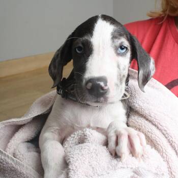 Huckleberry D70640 -  Catahoula Leopard Dog and Mixed Breed Dog for Adoption in Minnetonka, Minnesota - Huckleberry D70640 | PetCurious