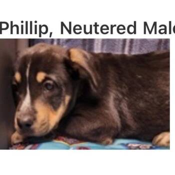 Shepherd Dogs Available for Adoption - 209 (2026) Phillip | PetCurious