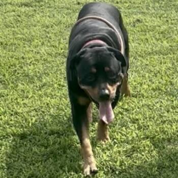 Rescue Rottweiler Dogs for Adoption in Napoleon, Ohio - Hank 108D25 | PetCurious