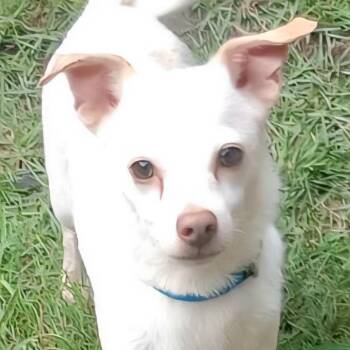 Rescue Chihuahua and Rat Terrier Dogs for Adoption in New York, New York - POLO "Your Best Buddy." | PetCurious